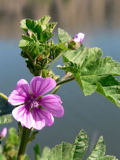 Mallow .